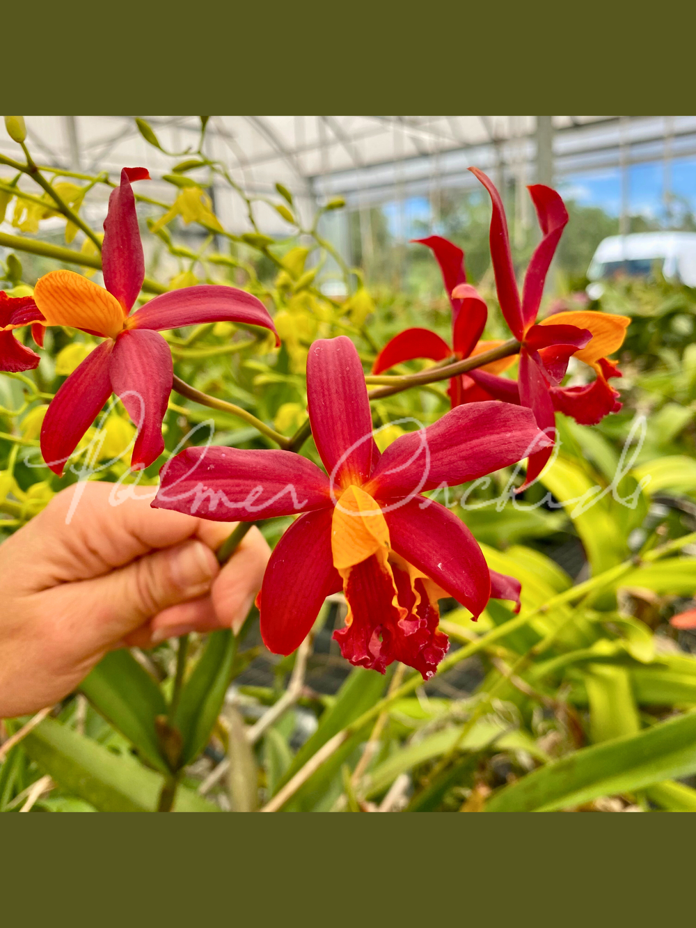 C. Koolau Seagulls — Palmer Orchids